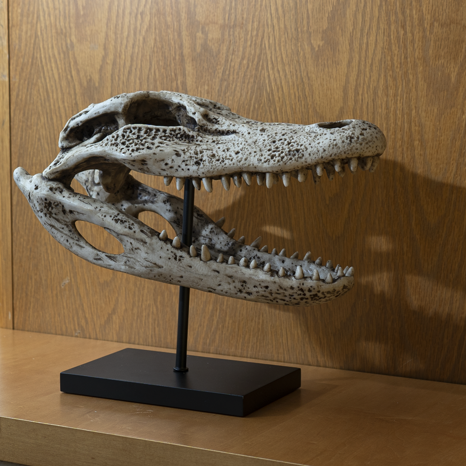 Alligator Skull on Base