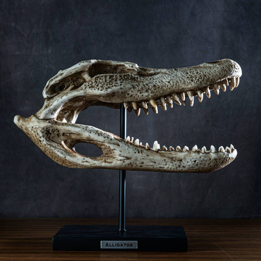 Alligator Skull on Base