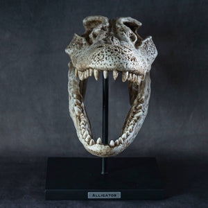 Alligator Skull on Base